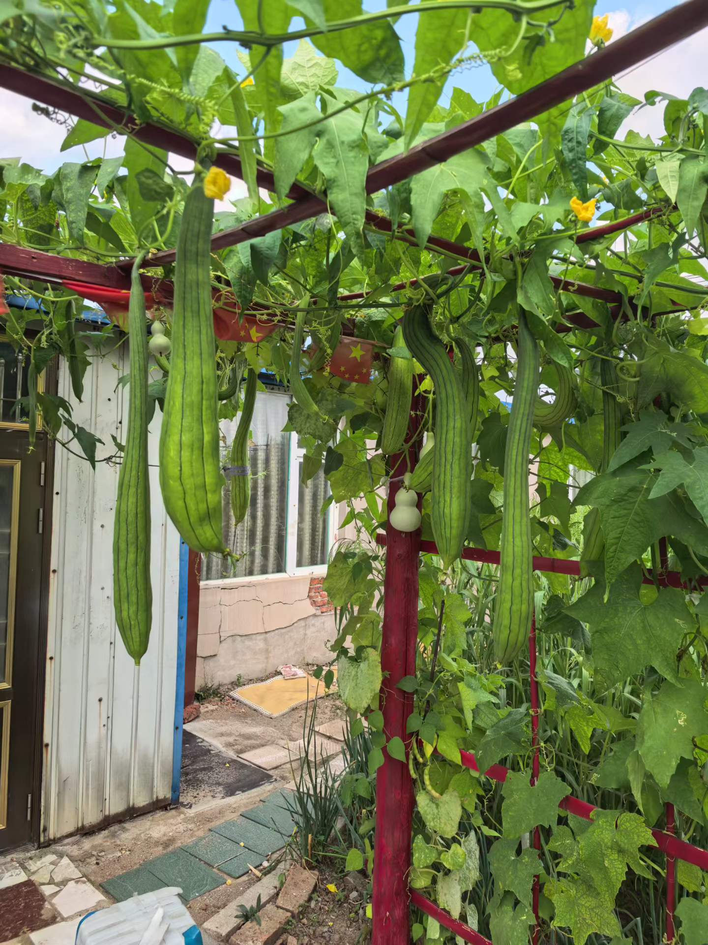 菜园瓜架下垂的丝瓜与葫芦