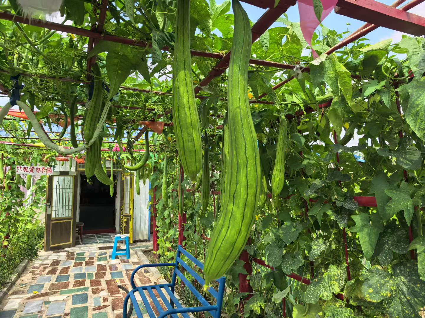 菜园深处巨型丝瓜悬挂藤架